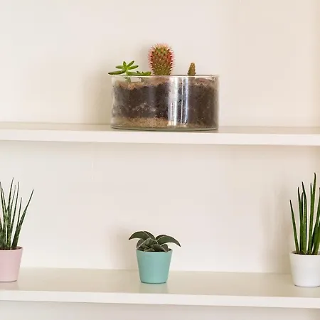 Apartment Sunflowers